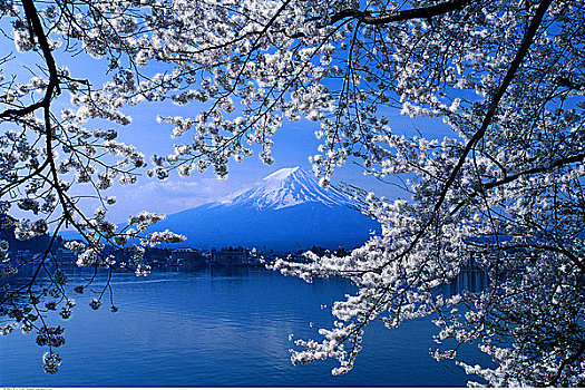 树,山,富士山,湖,远景,日本