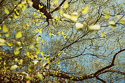 桦树,翠绿,叶子,春天,阳光