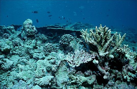 死,珊瑚礁,马尔代夫,印度洋