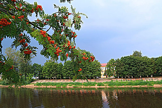 红色,花楸浆果,河,海岸