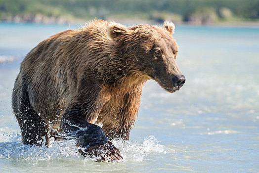 棕熊,水中,卡特麦国家公园,阿拉斯加,美国,北美