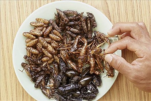 可食,油炸,昆虫,泰国