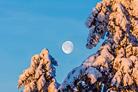 积雪,针叶树,树,月亮,冬天,格罗塞尔,法兰克福,黑森州,德国