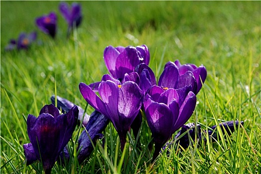 紫色,藏红花,抓住,漂亮,春天,阳光