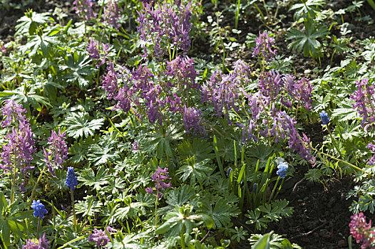 紫堇属,羽毛,燕草属植物