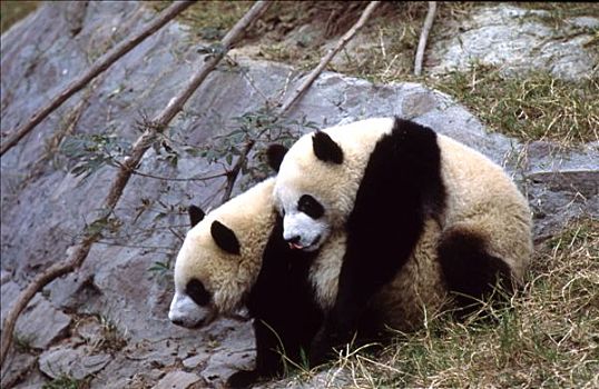 中国,四川,熊猫,交配,大熊猫