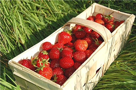 新鲜,草莓,扁篮,草地
