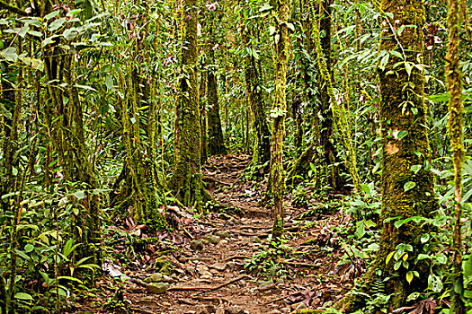 苔藓密布,树,小路,国家公园,哥斯达黎加,中美洲