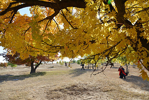 内蒙古代钦塔拉五角枫风景区秋季风光美