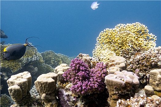 珊瑚礁,珊瑚,仰视,热带,海洋