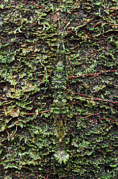 竹节虫,保护色,苔藓,块,木头,国家公园,马来西亚