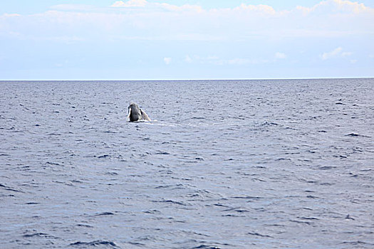 跃出水面的鲸
