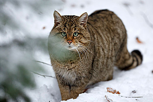 野猫科动物,斑貓,巴伐利亚森林国家公园,巴伐利亚,德国,俘获