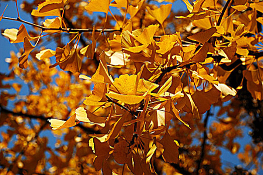 公园里秋天金黄色的银杏叶