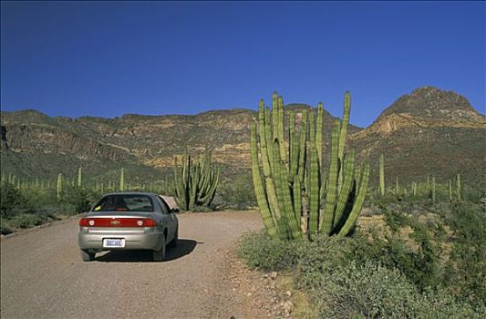 美国,亚利桑那,管风琴仙人掌国家保护区,汽车,途中,仙人掌,山峦,背景