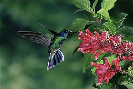 绿紫耳蜂鸟,蜂鸟,鼠尾草,花,哥斯达黎加