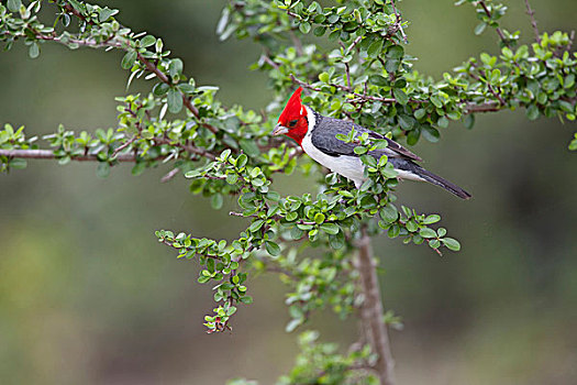 红雀,成年,栖息,枝头,潘塔纳尔,巴西,南美