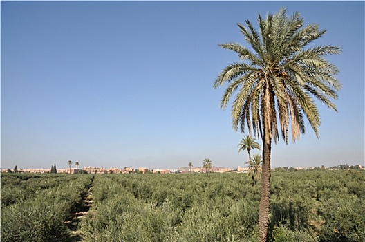 植物,马拉喀什,摩洛哥