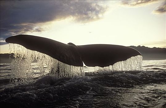 抹香鲸,尾部,日落,新西兰