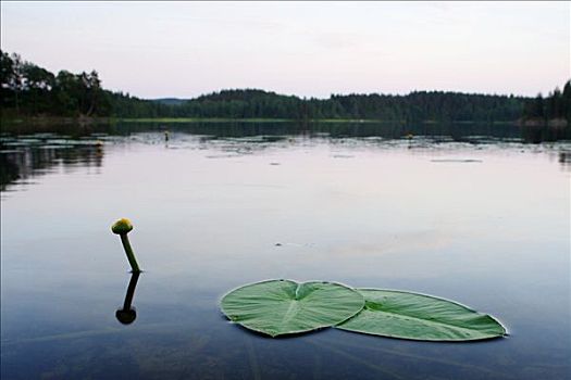 荷花,叶子,湖,瑞典