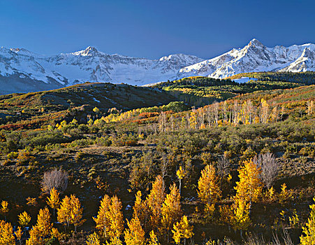 美国,科罗拉多,安肯帕格里国家森林,早晨,开灯,雪,顶峰,山脉,秋天,彩色,白杨,大幅,尺寸