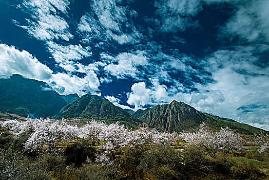 高原桃花