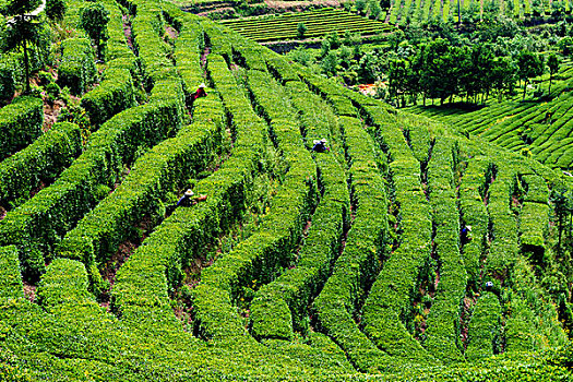 茶山茶园采茶