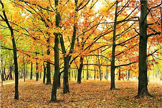 秋天,公园,橡树,枫树,黄色,树