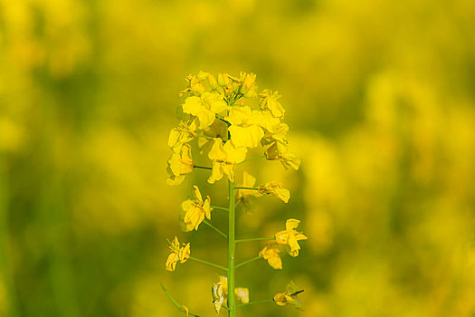 油菜花