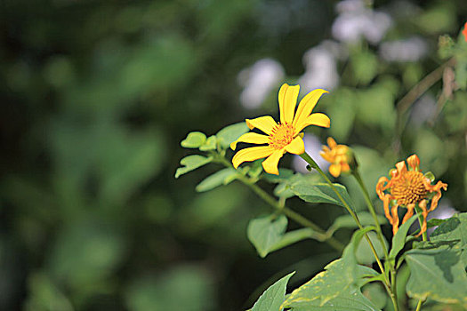 野菊花