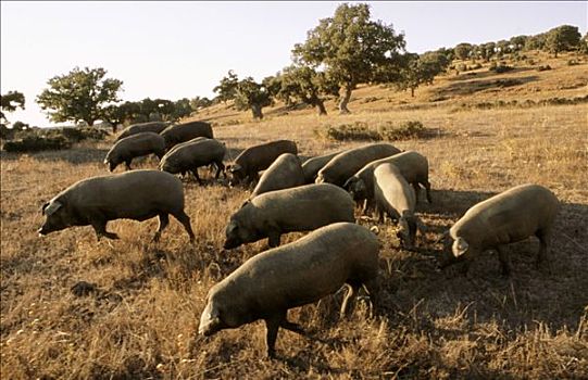 猪,火腿,萨拉曼卡省,西班牙