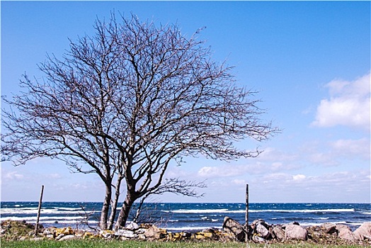 树,海岸