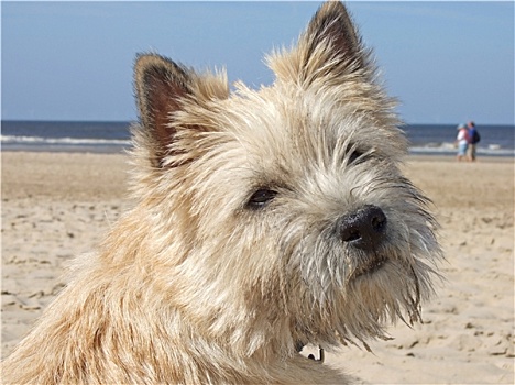 梗犬,海岸