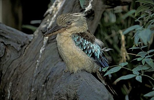 笑翠鸟,澳大利亚