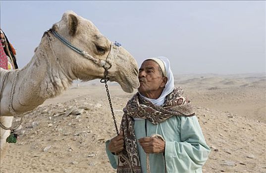 吻,骆驼,卧,沙子,沙漠,开罗附近,埃及,非洲