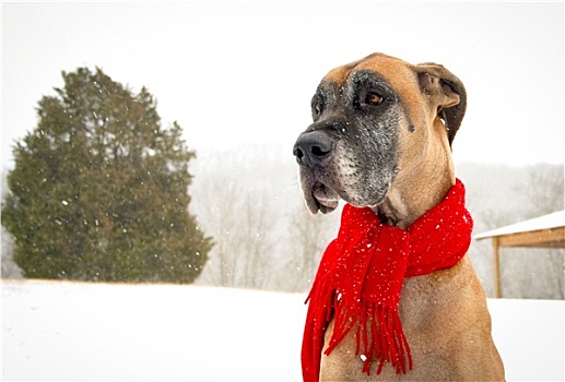 可爱,大丹犬,戴着,红色,围巾,雪,背景