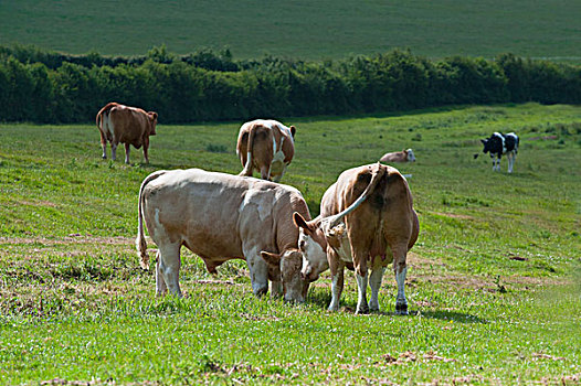 英格兰,莱斯特,母牛,放牧,乡村,草场