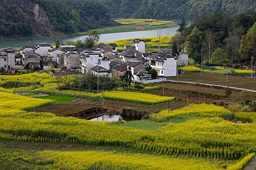 新安江,安徽,河流,春天,油菜花,种植,农村,农业,村庄,弯曲,色彩