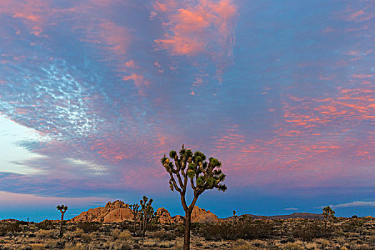 约书亚树,落日余晖,约书亚树国家公园,加利福尼亚,美国