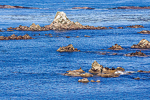 海豹,海狮,礁石,靠近,湾,俄勒冈,美国