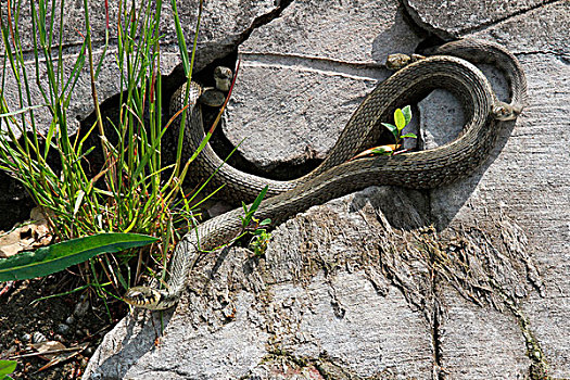 草蛇,游蛇,五个,雄性,求爱,大,雌性,巴拉顿湖,匈牙利,欧洲