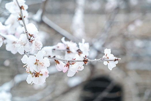 长城冰雪桃花