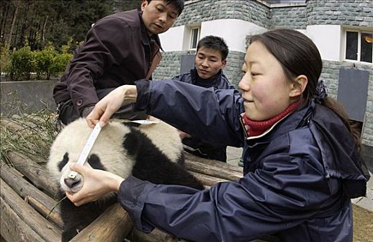 大熊猫,幼仔,鼻子,测量,研究人员,中国,研究中心,卧龙自然保护区