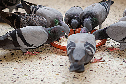 群,鸽子,分享,进食
