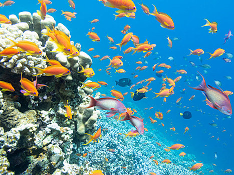 彩色,珊瑚礁,鱼群,鱼,热带,海洋