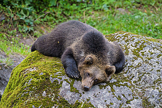 欧洲,棕熊,幼兽,躺着,石头,巴伐利亚,德国