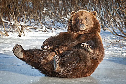 俘获,成年,棕熊,雄性,背影,冰,阿拉斯加野生动物保护中心,阿拉斯加,冬天