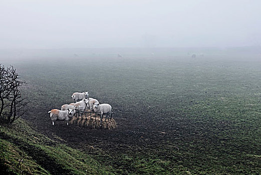 绵羊,模糊,乡村,风景