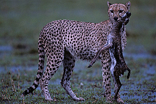肯尼亚,马塞马拉野生动物保护区,成年,女性,印度豹,猎豹,瞪羚,杀,洪水,热带草原