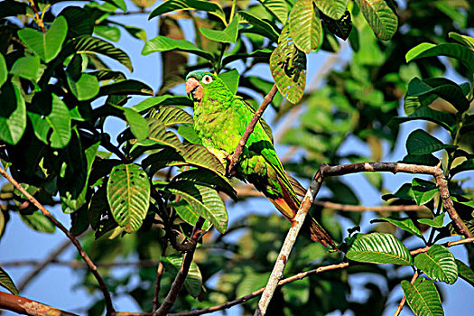 长尾鹦鹉,成年,树上,吃,水果,无花果,潘塔纳尔,巴西,南美